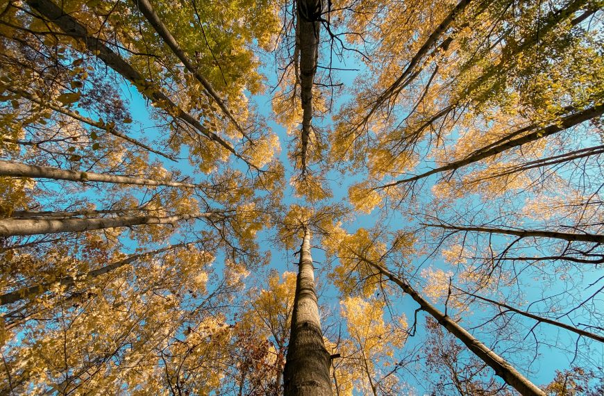 Looking up through autumn trees, golden leaves contrast with a clear blue sky.